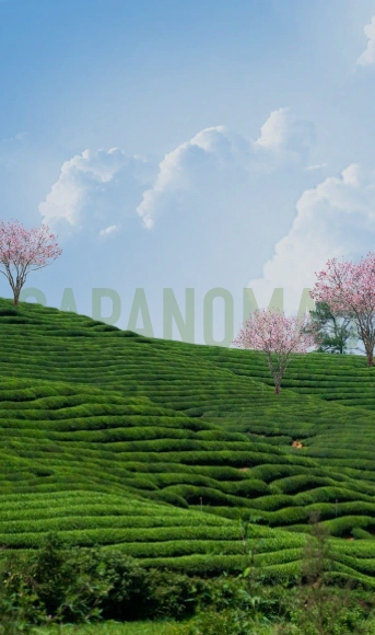 banner mobile | Sapa Nomad